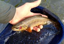 David Henslin 's Fly-fishing Image of a Brownie – Fly dreamers 