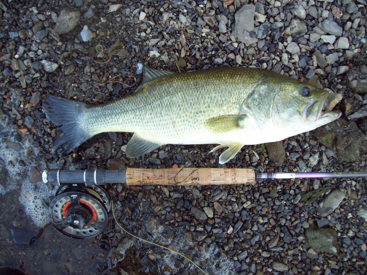 Black bass atrapado con un streamer con hélice de aluminio.