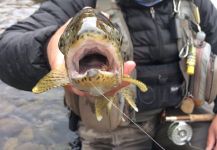 Carlos Trissciuzzi 's Fly-fishing Pic of a Rainbow trout – Fly dreamers 