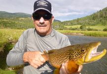 Yampa River Browns on Dry Fly.