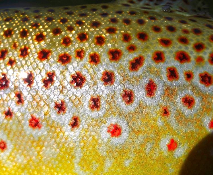 Mesmerizing spots of a brown trout