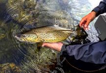  Fotografía de Pesca con Mosca de Trucha marrón por Alexander Lexén – Fly dreamers 