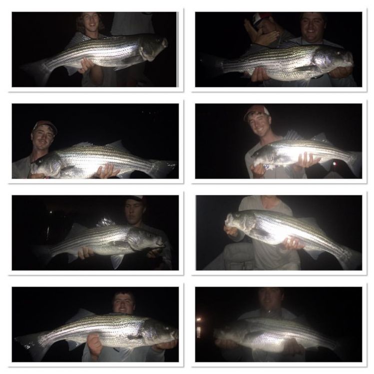 I have been striper fishing after work the past few days. here are some fish me and some guide buddies put in the boat last night.