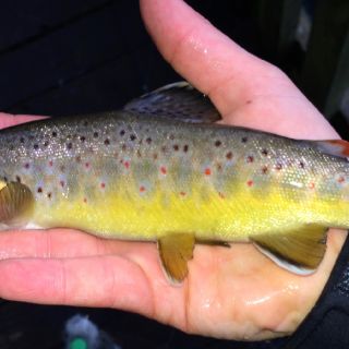 A stunning last cast wild fish from the upper section.