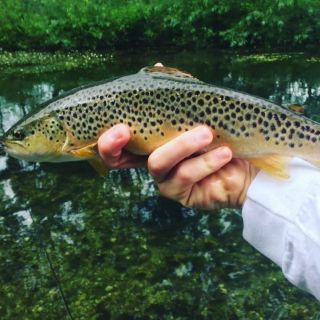 Do wild fish get any better looking than this. A typical West Beck Brownie on a skated sedge