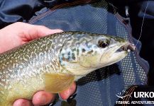 Uros Kristan 's Fly-fishing Picture of a Marble Trout – Fly dreamers 