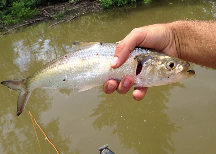 Skipjacks on a fly rod are a blast!