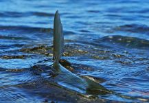 Exequiel Bustos 's Fly-fishing Picture of a Bonefish – Fly dreamers 