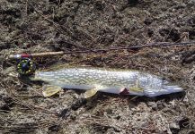 Sweet Fly-fishing Picture shared by LUIS SÁNCHEZ ANAYA – Fly dreamers