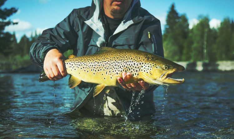 Swedish Browntrout!