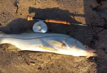 Fly-fishing Pic of Snook - Robalo shared by David Bullard – Fly dreamers 