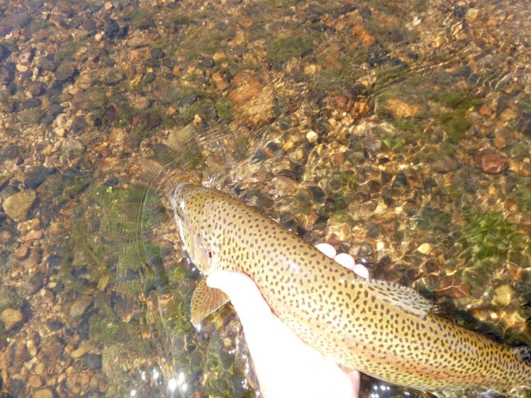 Big Yampa River Bow Release
