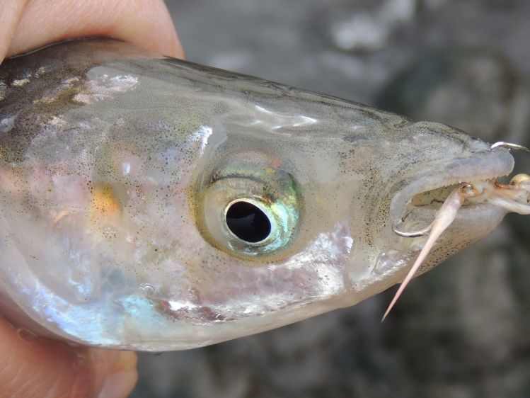 Pescado en Punta del este con mosca en tandem