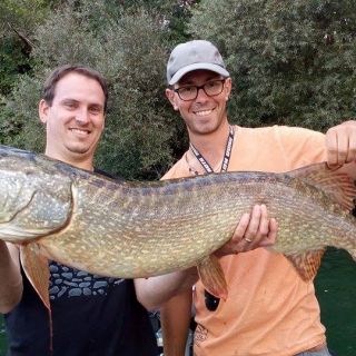 Giant pike from Rhin river in Alsace (France), august 2016