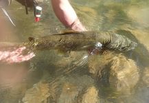 Mihalis Mihalis 's Fly-fishing Image of a Brown trout – Fly dreamers 