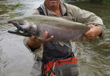 salmones chinook