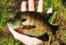 Fly-fishing Pic of Bluegill shared by Jack Denny – Fly dreamers 