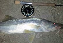  Foto de Pesca con Mosca de Snook - Róbalo por David Bullard – Fly dreamers 