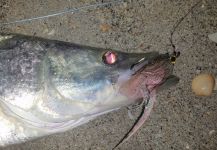 Fly-fishing Image of Snook - Robalo shared by David Bullard – Fly dreamers