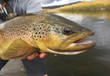Brandon Marr 's Fly-fishing Photo of a Rainbow trout – Fly dreamers 
