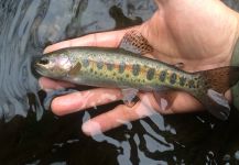  Foto de Pesca con Mosca de Trucha arcoiris por Eduardo Niklison – Fly dreamers 