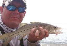 Emerson Bermudez 's Fly-fishing Image of a Snook - Robalo | Fly dreamers 