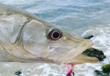Fly-fishing Photo of Snook - Robalo shared by Emerson Bermudez | Fly dreamers 