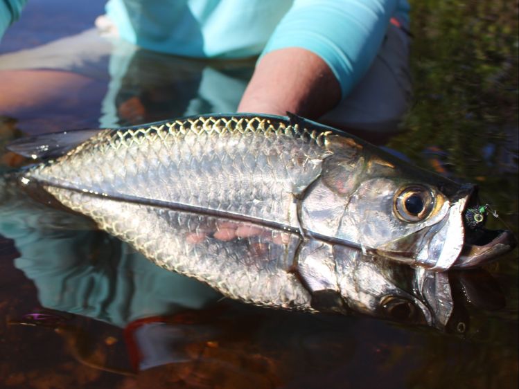 Mangrove's Baby Tarpon