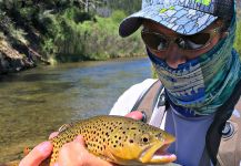 Fly-fishing Pic of Browns shared by Mark Greer – Fly dreamers 