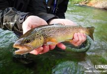 Fly-fishing Image of German brown shared by Uros Kristan – Fly dreamers