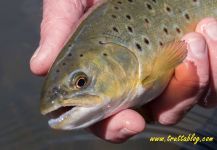 Fly-fishing Picture of Browns shared by Andrew Fowler – Fly dreamers