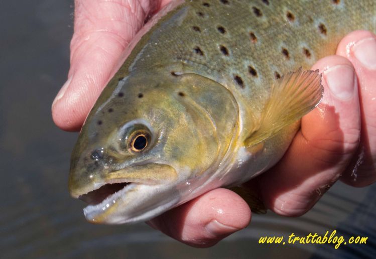 Brown Trout