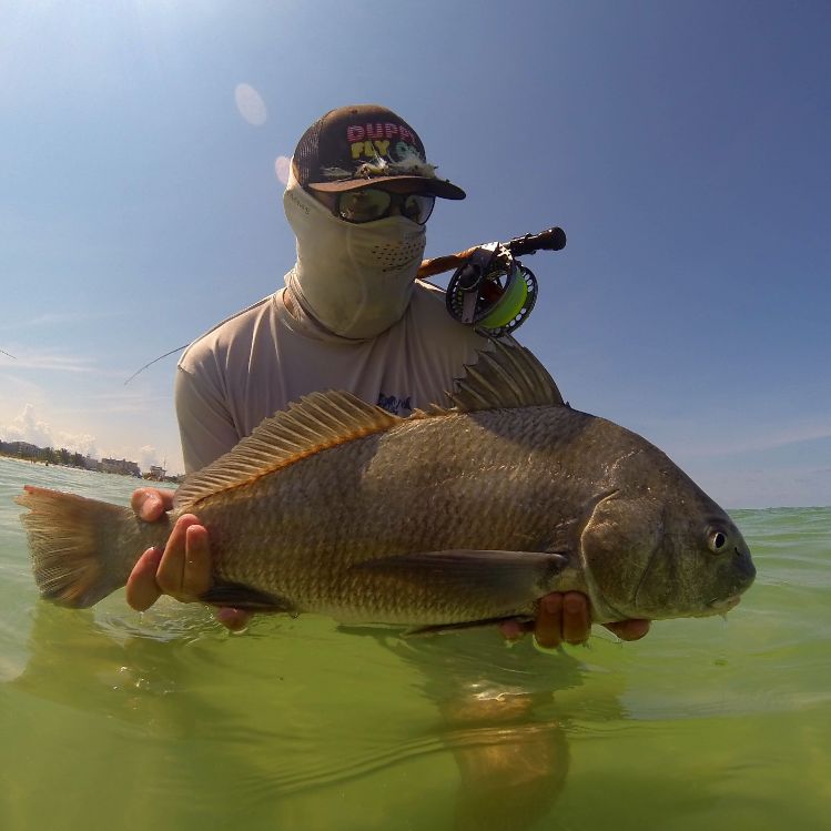 sight casting on west coast florida beaches for big black drum. super fun, super hard fight. 