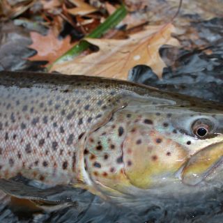 New York lake run brown trout