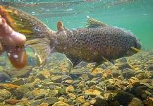  Fotografía de Pesca con Mosca de Trucha marrón compartida por Deep Creek Outfitters | Fly dreamers