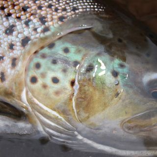 New York lake run brown trout