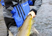 Fly-fishing Image of brown trout shared by Daren Niemi – Fly dreamers