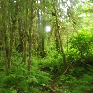 The Tongass is a rainforest.