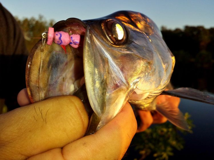 Baby freshwater tarpon on 6wt, deep in the Florida Everglades via Miami. 