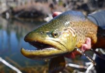  Foto de Pesca con Mosca de Trucha Tigre por Luke Alder – Fly dreamers 