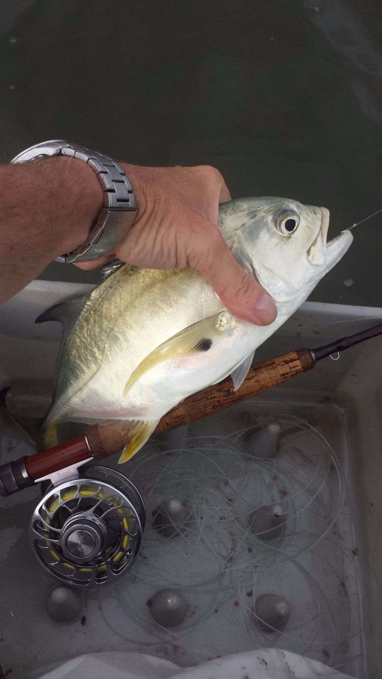 At it again withe the 3wt past two morns...ridiculous...probably 10 jacks like one in photo...many many lil ladyfish...and nice craoker and this morn surprise speckled sea trout...critter pattern 
