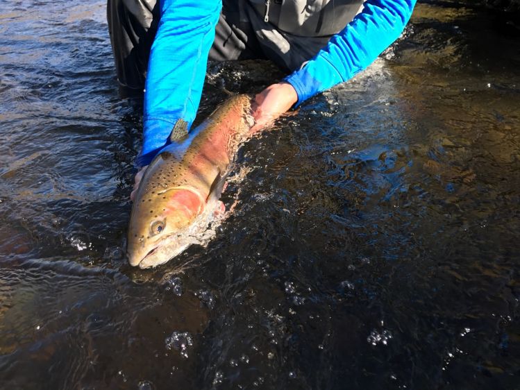 Great day on the Lower Deschutes with www.DanAnthon.com. I had a day off from guiding and the river gave up two of these sea run fish. Simply Awesome.