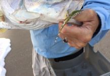 Fly-fishing Photo of Snook - Robalo shared by David Bullard | Fly dreamers 