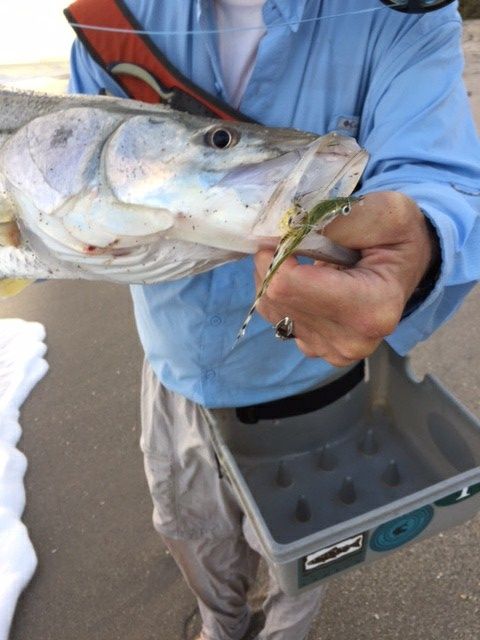 And Jack's inspiration pays dividends...another November snook on sand...odd..but I will take..very feisty this one was..!