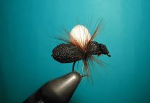 Agostino Roncallo 's Fly for Salmo trutta - Pic | Fly dreamers 