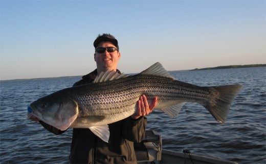 46 inch Striped Bass taken on 2/0 Menhaden Special  Fishers Island, NY