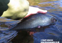 Grayling in Eden