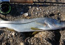  Foto de Pesca con Mosca de Snook - Róbalo compartida por David Bullard | Fly dreamers