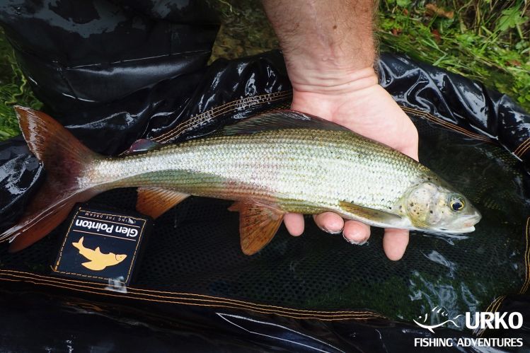 Healthy grayling ... Check out the caudal fin!