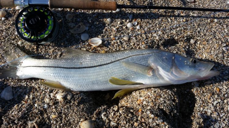 ..and then the snook showed...2 beauties on 8wt